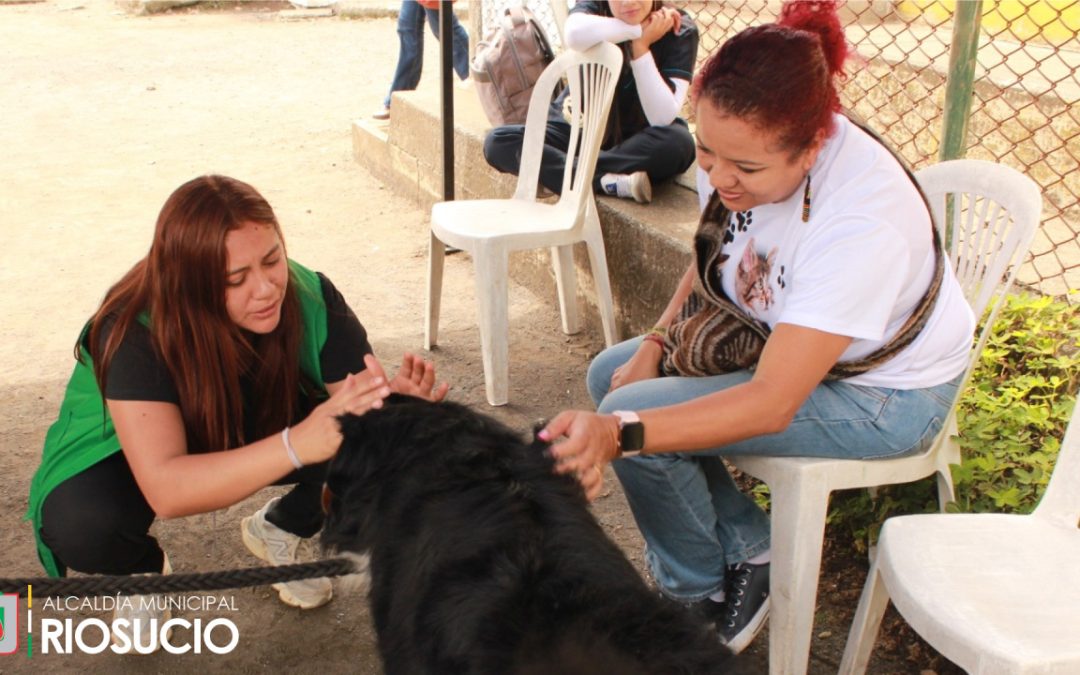 Jornada de identificación de mascotas